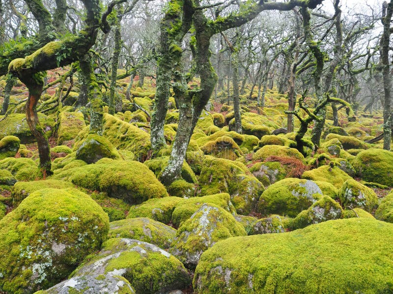Black-a-Tor Copse high altitude oak woodland above the West Okement River where the bright green lichens and mosses cover the rocks and trees, Dartmoor National Park, Devon, UK. Black-a-Tor Copse high altitude oak woodland above the West Okement River where the bright green lichens and mosses cover the rocks and trees, Dartmoor National Park, Devon, UK