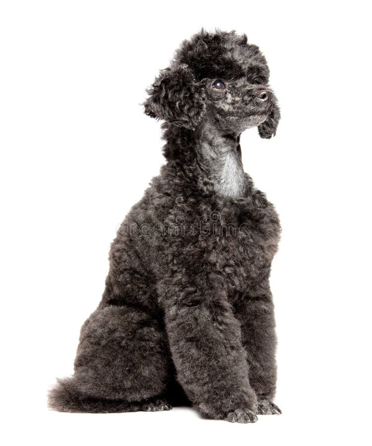 Black toy poodle