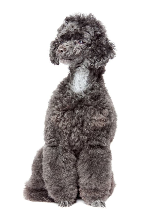 Black toy poodle