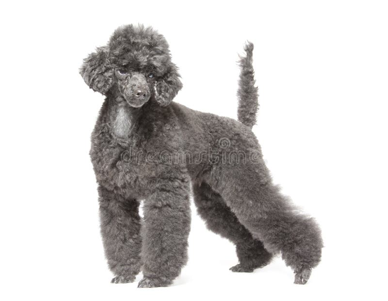 Black toy poodle