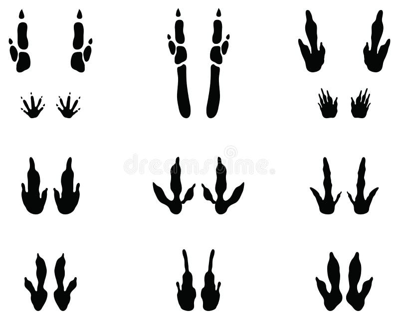 Black Traces of Kangaroo Paws Stock Illustration - Illustration of footprint, leaping: 140806300 Black Traces of Kangaroo Paws Stock Illustration - Illustration of footprint, leaping: 140806300