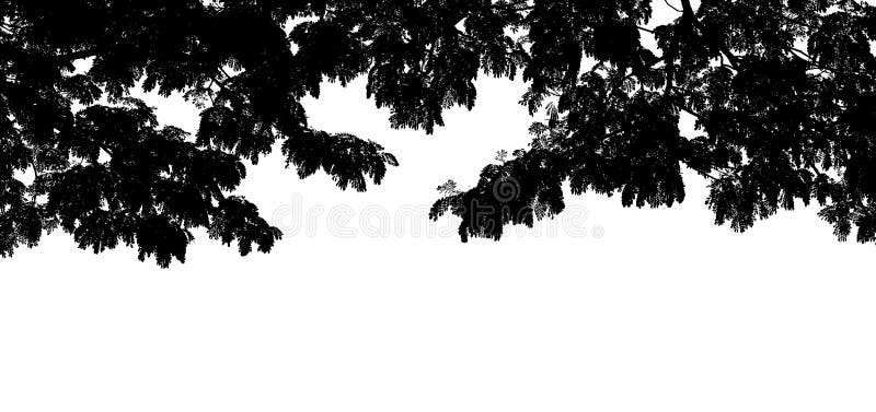 Black Tree Branch Shape Silhouette on White Background, Nature Graphic Tree Leaf Abstract, Forest Wallpaper, Tree Black Silhouette Stock Image - Image of natural, environment: 118477081 Black Tree Branch Shape Silhouette on White Background, Nature Graphic Tree Leaf Abstract, Forest Wallpaper, Tree Black Silhouette Stock Image - Image of natural, environment: 118477081
