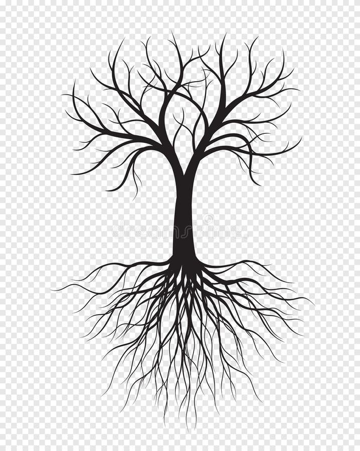 Background Roots Transparent Tree Stock Illustrations 25