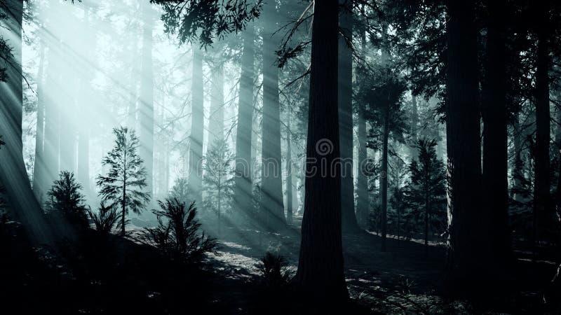 Black Tree Trunk in a Dark Pine Tree Forest Stock Image - Image of