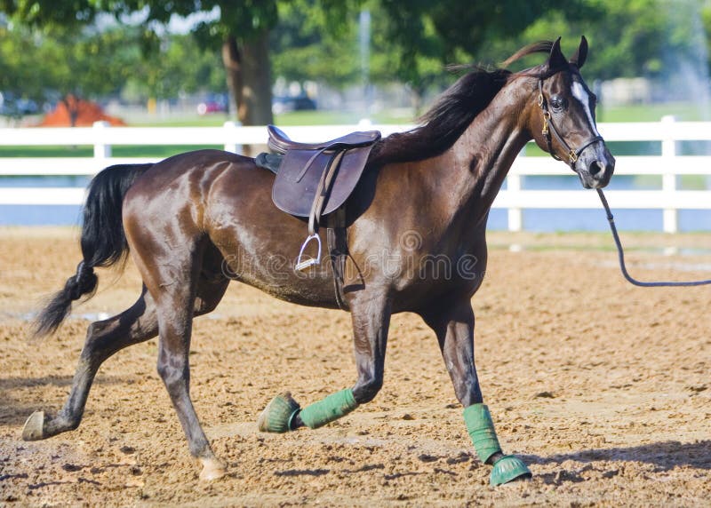 Black trotting dressage horse