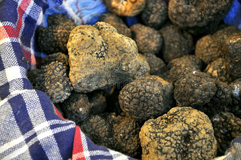 Black truffle