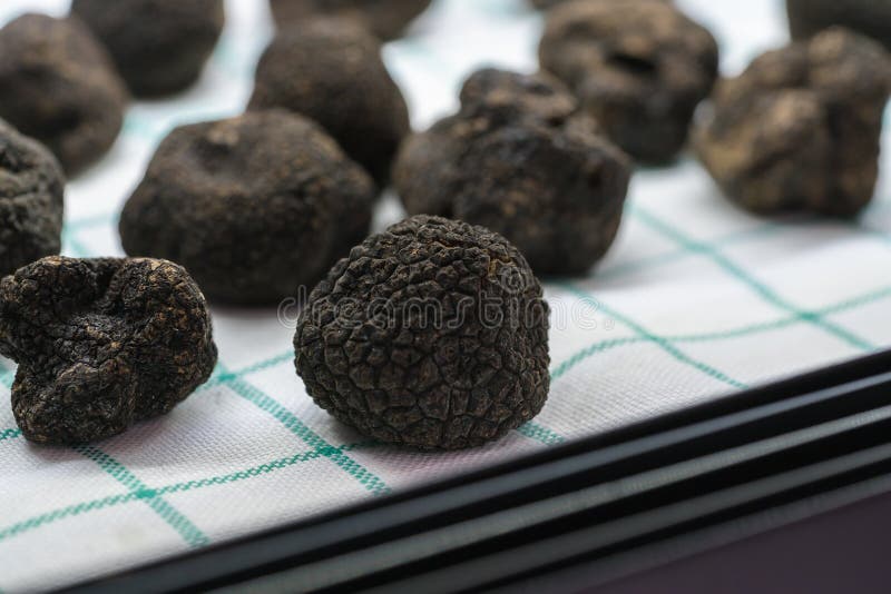 Black truffle mushroom stock photo. Image of brown, restaurant 88291116