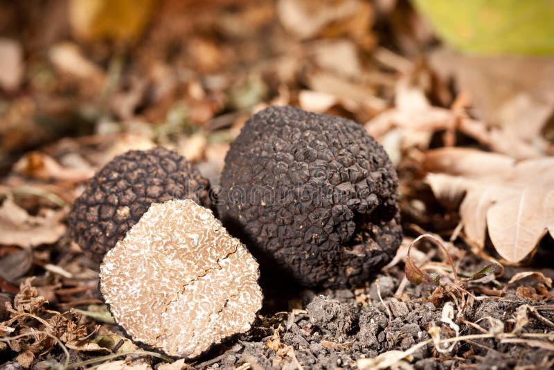 Expensive Rare Black Truffle Mushroom Stock Photo Image of expensive