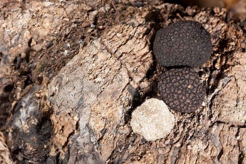 Black truffles stock image. Image of macro, expensive 21678777