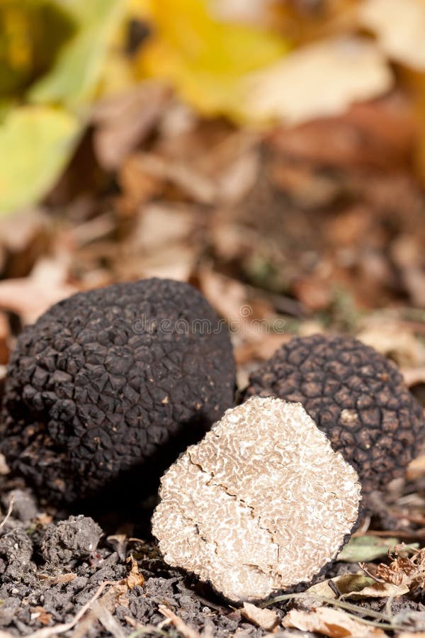 Black truffles stock image. Image of food, aestivum, rare 21679301