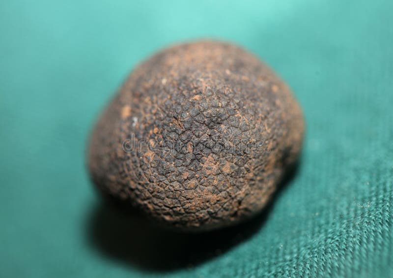 black-truffles-mushrooms-close-up-background-tuber-aestivum-family-tuberaceae-high-quality-big-size-print-black-truffles-mushrooms-270883103.jpg