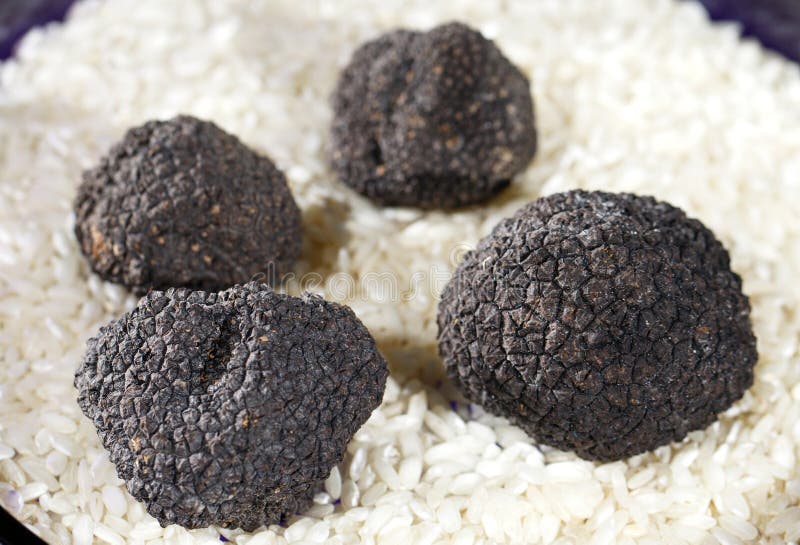 Black Truffles Group Slices White Stock Photos Free & RoyaltyFree