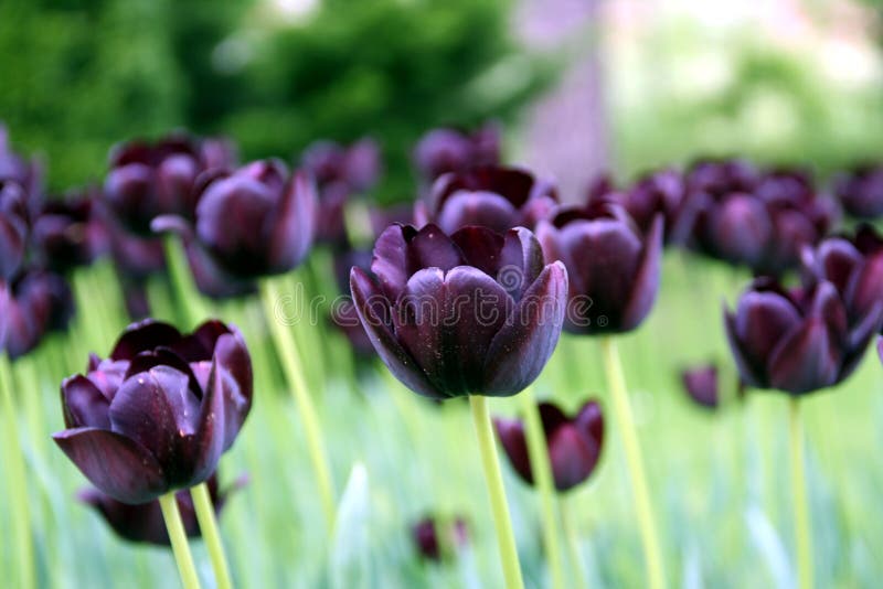 Black tulip stock photo. Image of colour, tulips, black 16242684