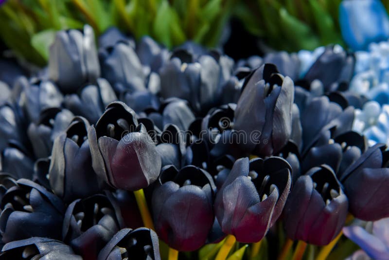Black Tulip Flowers in Amsterdam Market Stock Image Image of