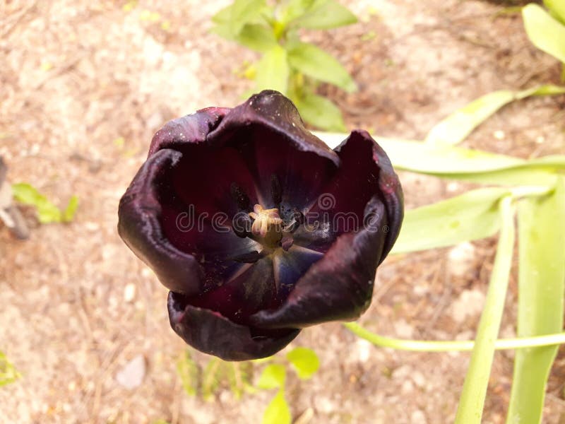 Black Tulip stock image. Image of leaf, summer, garden 102429925
