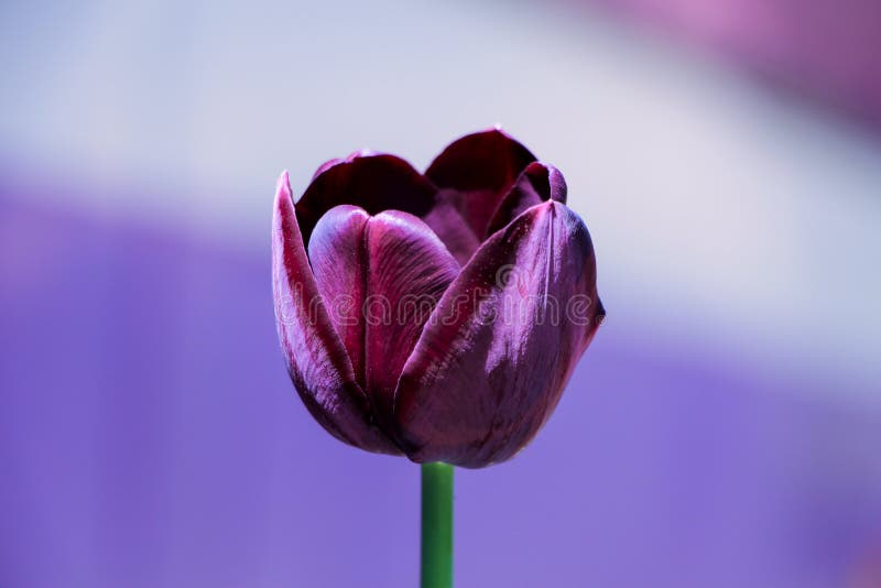 Black tulip stock image. Image of bunch, flower, blossom - 102581203