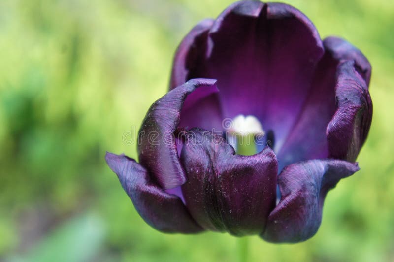 Black tulip stock photo. Image of blossom, fresh, flower 67801372