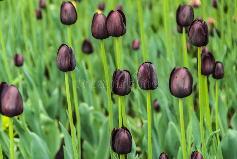 Black tulips. Spring flower bed in the Park