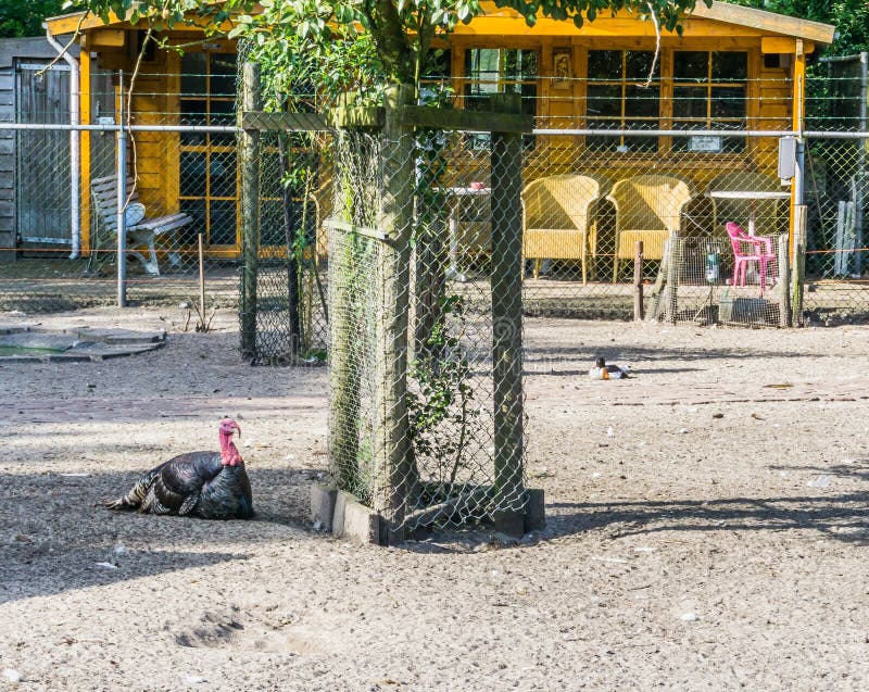 Black turkey next to a tree animal farm royalty free stock photo Black turkey next to a tree animal farm royalty free stock photo