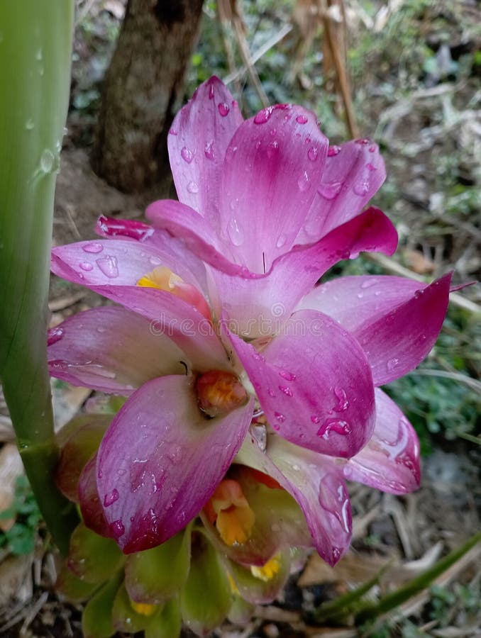 Black Turmeric Flower Stock Photo Image Of Naturephotography