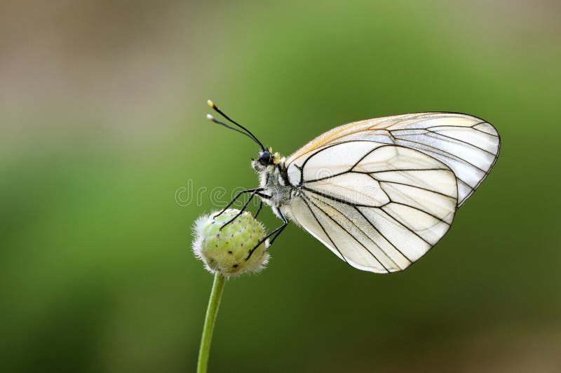 The black-veined white butterfly, Aporia crataegi