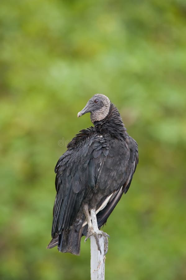 Black vulture stock image. Image of fauna, beautiful - 14677023