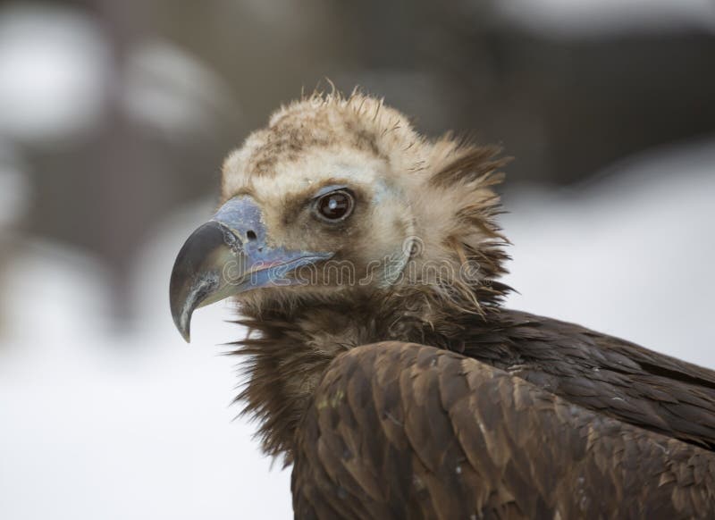 Black vulture stock photo. Image of vulture, claws, beak - 72909774