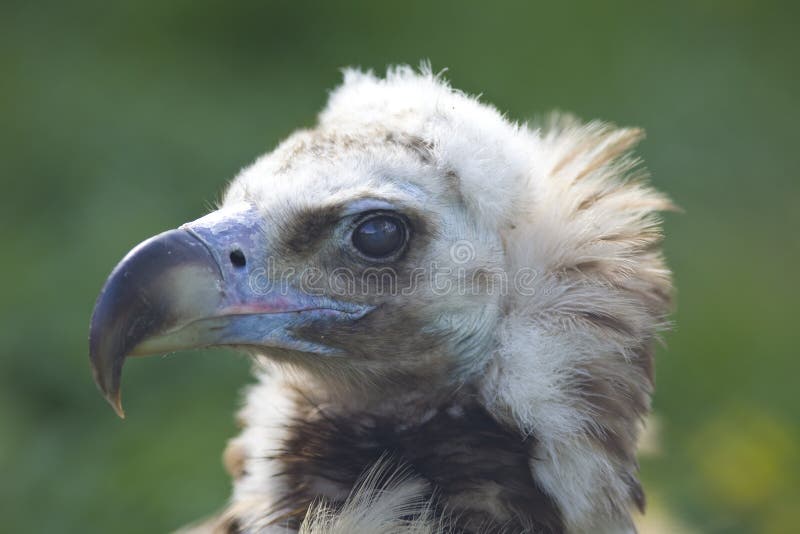 Black vulture head close up