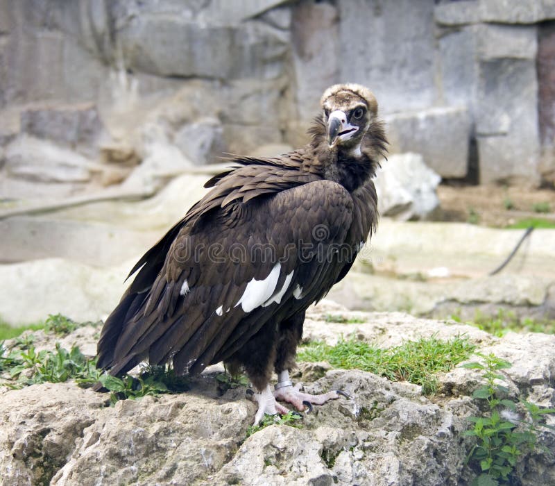 Black Vulture Scavenger Hawk Predator Orderly Stock Photo - Image of ...
