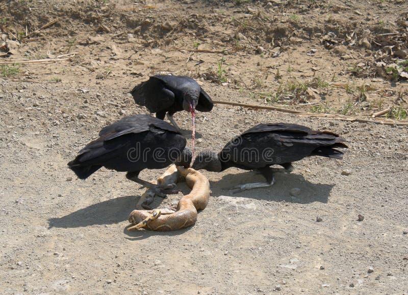 Black Vultures and Snake stock photo. Image of costa 12459554