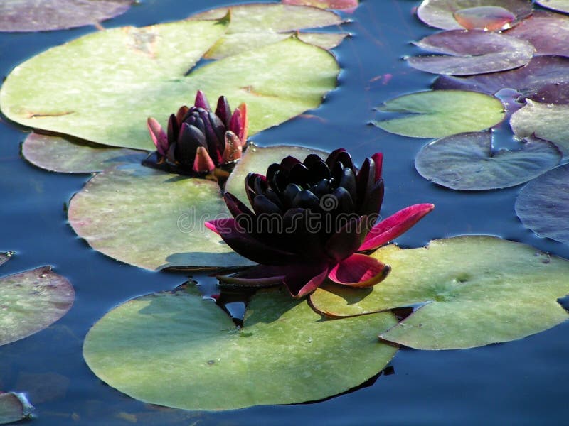 Black water lily stock photo. Image of summer, purple, flora 253898