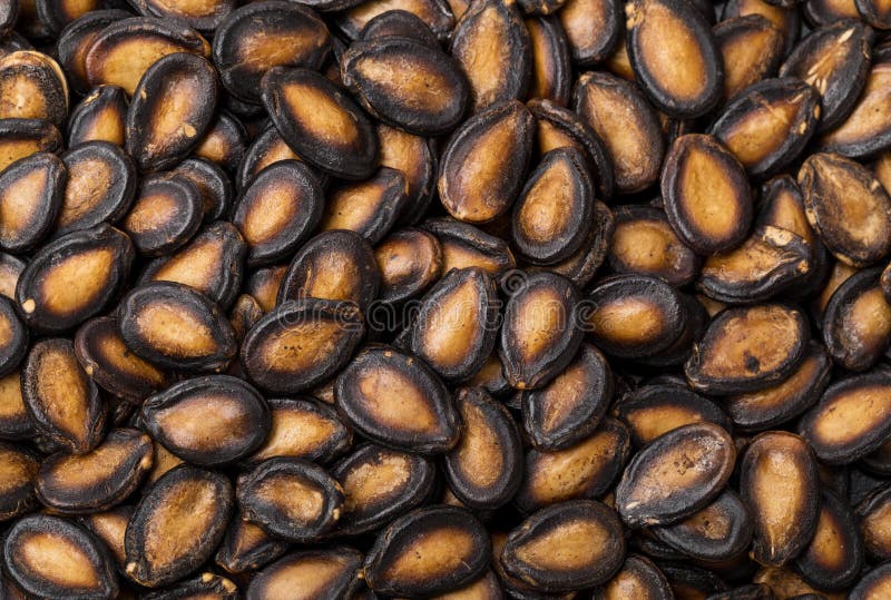 Black melon seed stock image. Image of chinese, seasonal 22785525