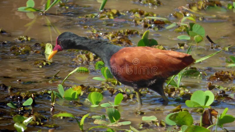 Negro en boliviano selva, sur.