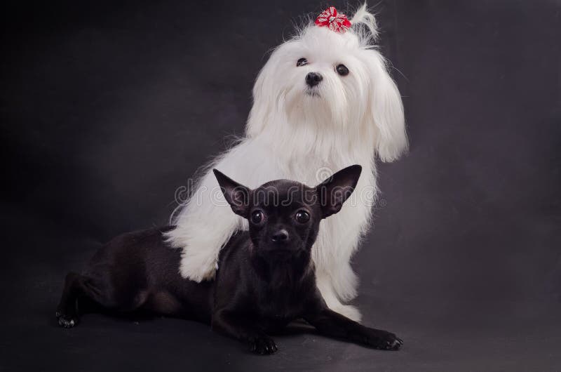 Black White Free Stock Photos & Pictures, Black White RoyaltyFree and