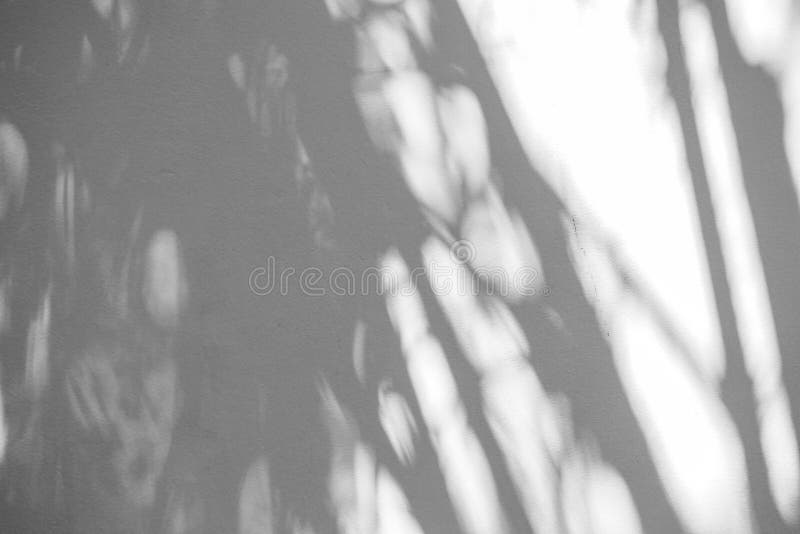 Black and White abstract background textuer of shadows leaf on a concrete wall stock images Black and White abstract background textuer of shadows leaf on a concrete wall stock images