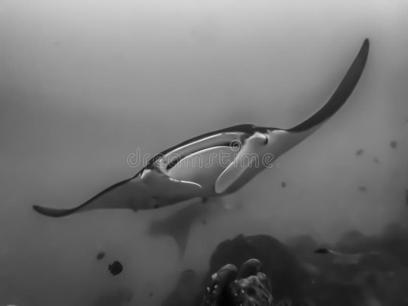 Black and White Close Up Pelagic Manta Ray Face Underwater stock photos Black and White Close Up Pelagic Manta Ray Face Underwater stock photos