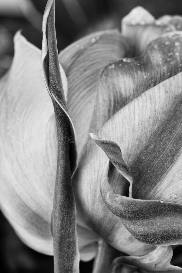 Tulip in Black and White stock image Tulip in Black and White stock image