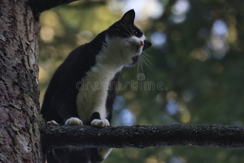 black white adult cat standing high up stuck pine tree 217061708