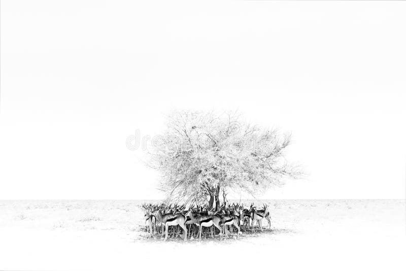 Black and white art. Dry hot day with sun in Etosha NP, Namibia. Herd of antelope springbok hidden below the tree, in the shadow