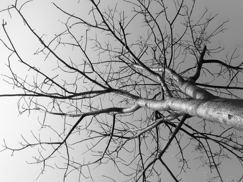 Black white art tree royalty free stock image Black white art tree royalty free stock image