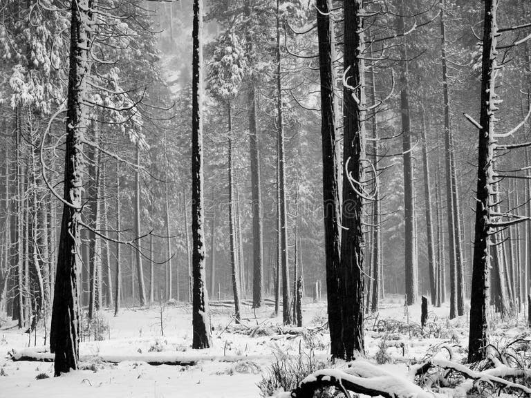 687 Aspen Trees Black White Stock Photos - Free & Royalty-Free Stock