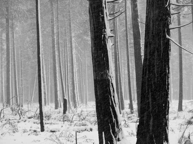 687 Aspen Trees Black White Stock Photos - Free & Royalty-Free Stock