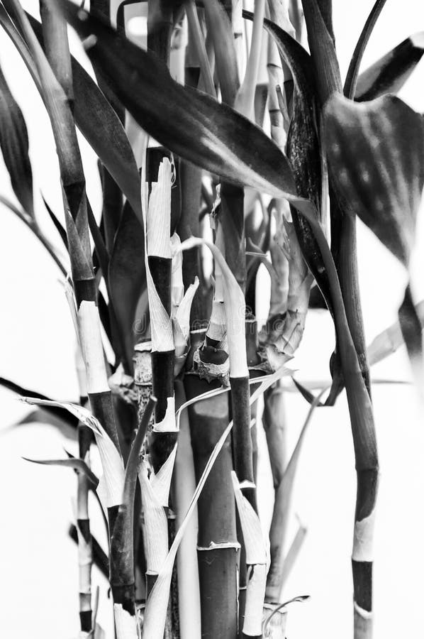 Black and White Bamboo Plants on a White Background Stock Photo - Image ...