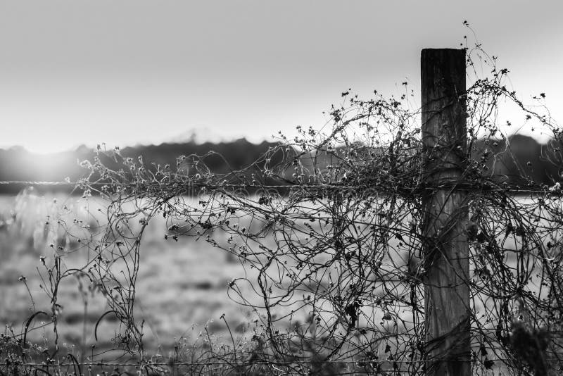 Black and white image of a barbed wire fence with sunburst. Black and white image of a barbed wire fence with sunburst