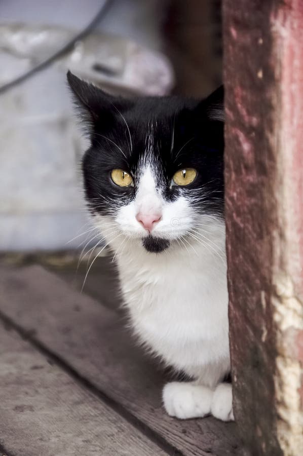 Black and white barn cat