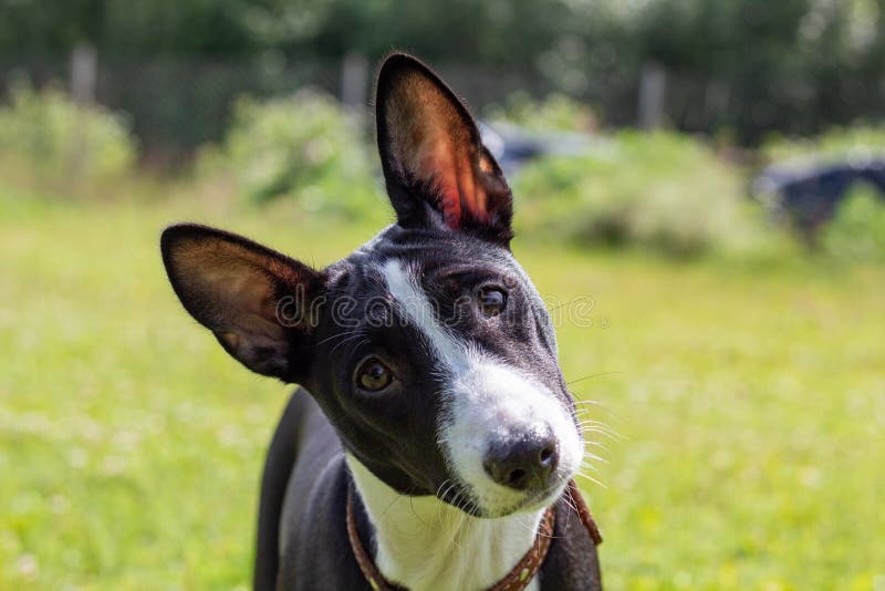 Black and white basseng puppy against the background of green grass, head tilted sideways