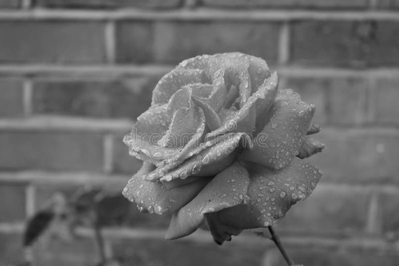 Black and White Beautiful Garden Rose Stock Photo - Image of beautiful ...