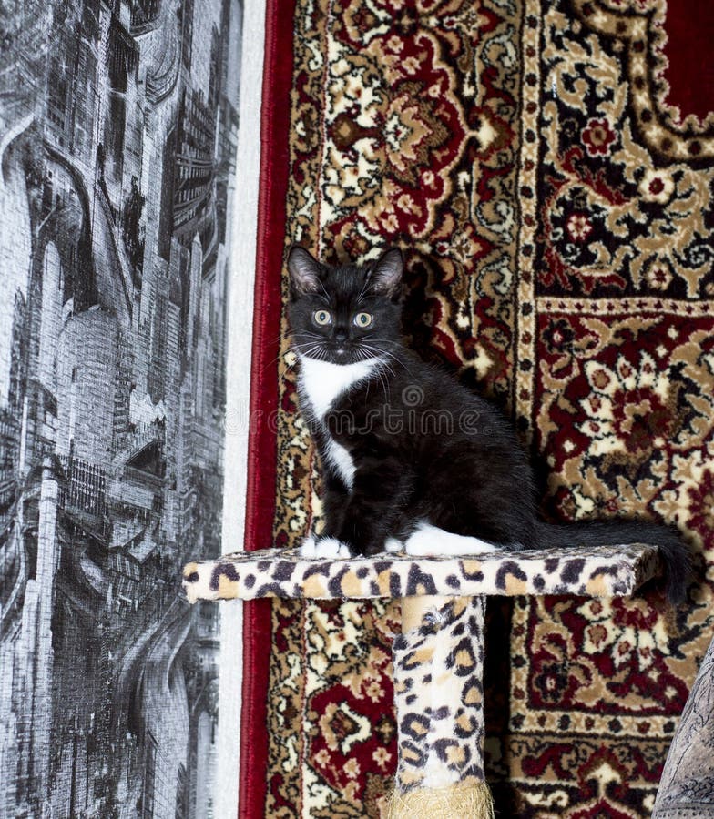 kitten scratching carpet