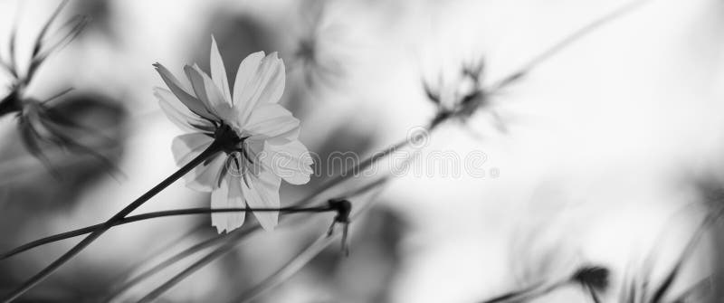 Black&white blomma