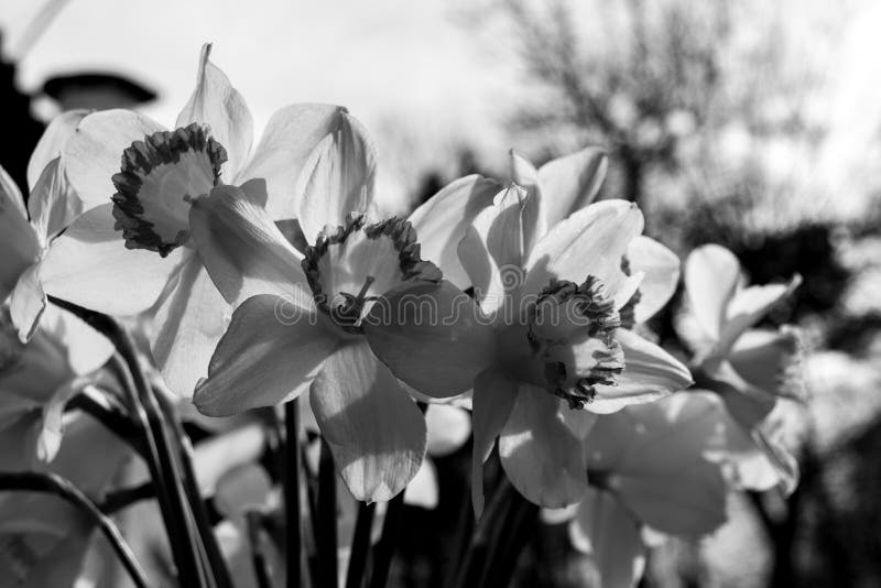 Black and White Blooming Narcissus Flowers Stock Photo Image of macro